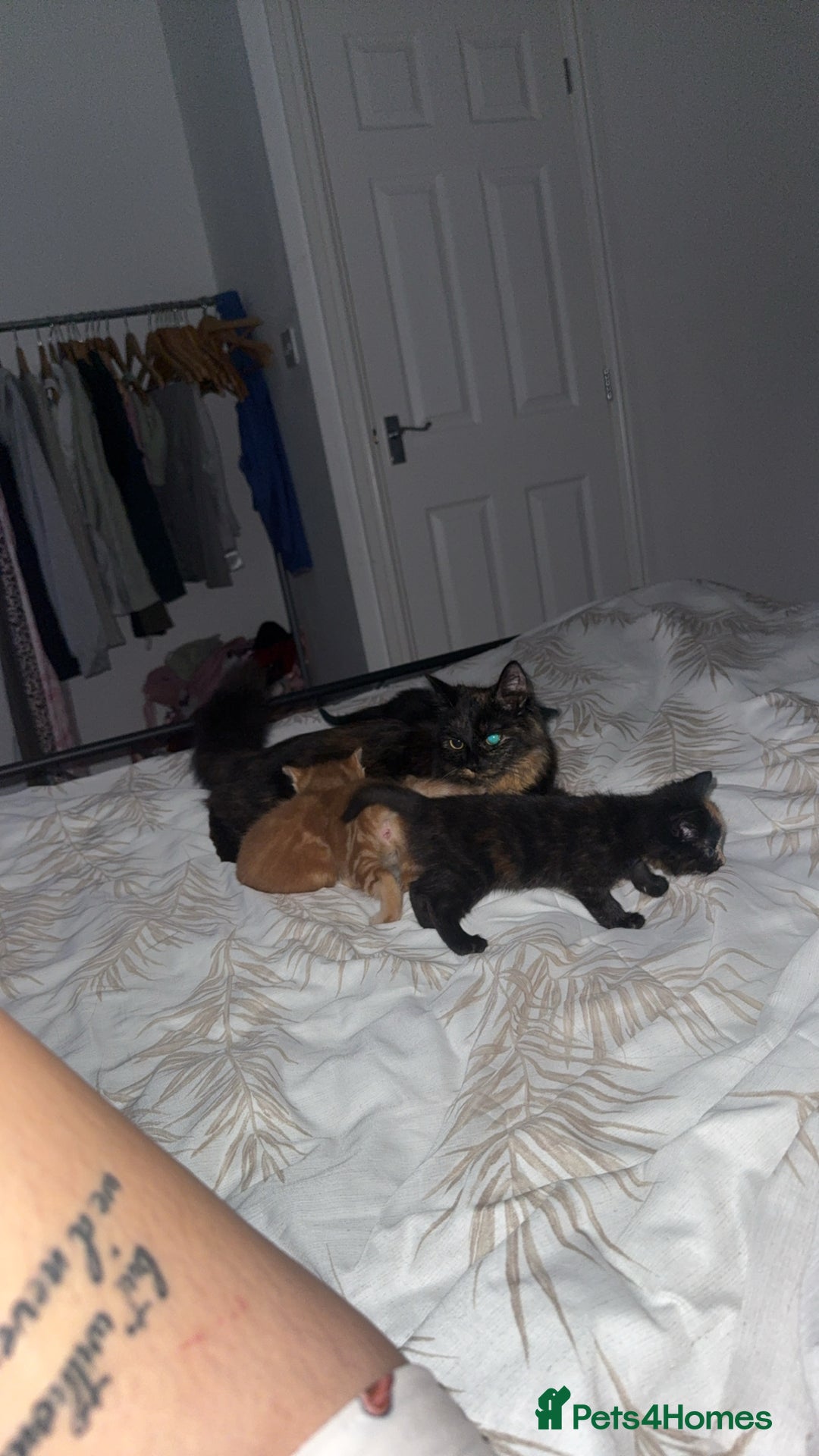 Mixed Breed cats for sale: Kittens for sale - Image 7