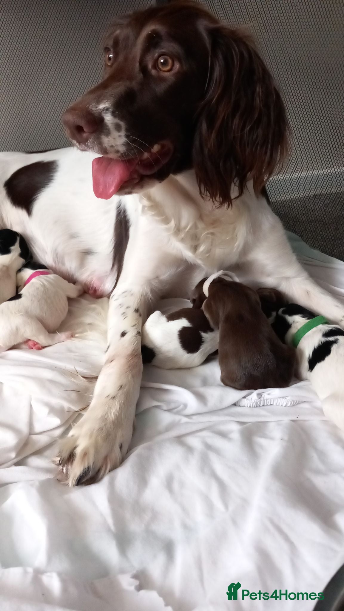 English Springer Spaniel dogs English Springer Spaniels Puppies  - Advert 15