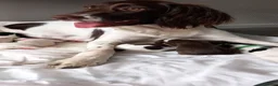 English Springer Spaniel dogs for sale: English Springer Spaniels Puppies  - Advert 11