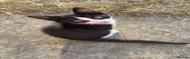 FEMALE 2