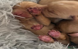 Labrador Retriever dogs for sale: Fox red labradors available now  - Advert 8