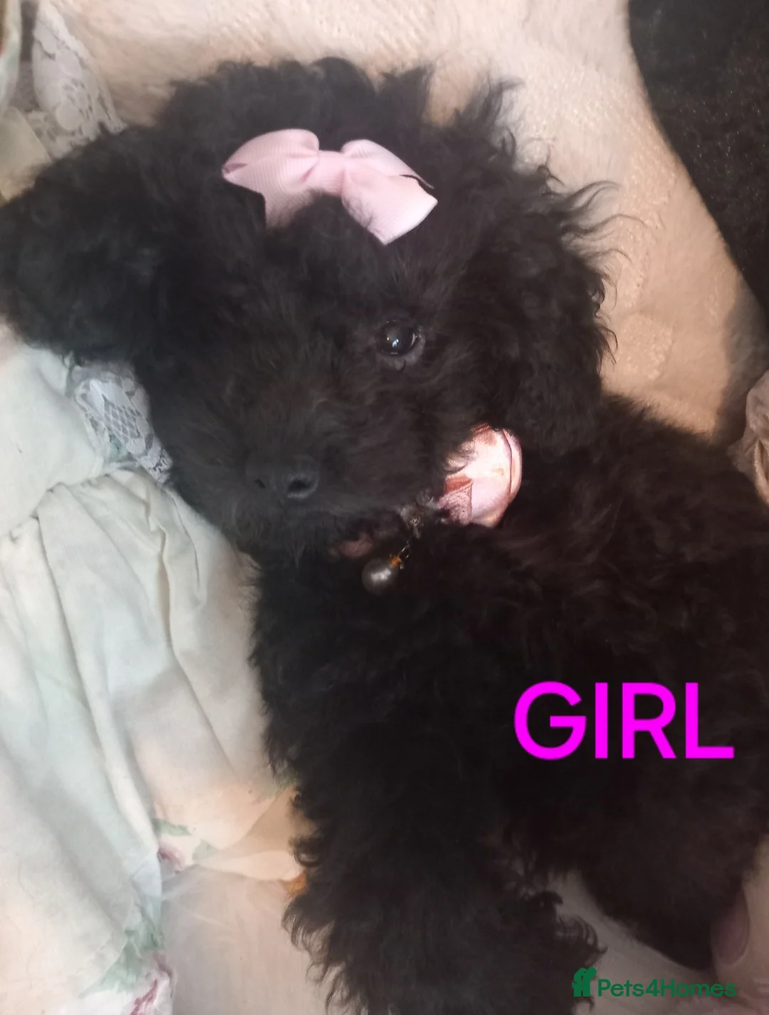Toy Poodle dogs for stud: *2 STUDS AVAILABLE*FULL PEDIGREE SILVER & PHANTOM - Advert 24