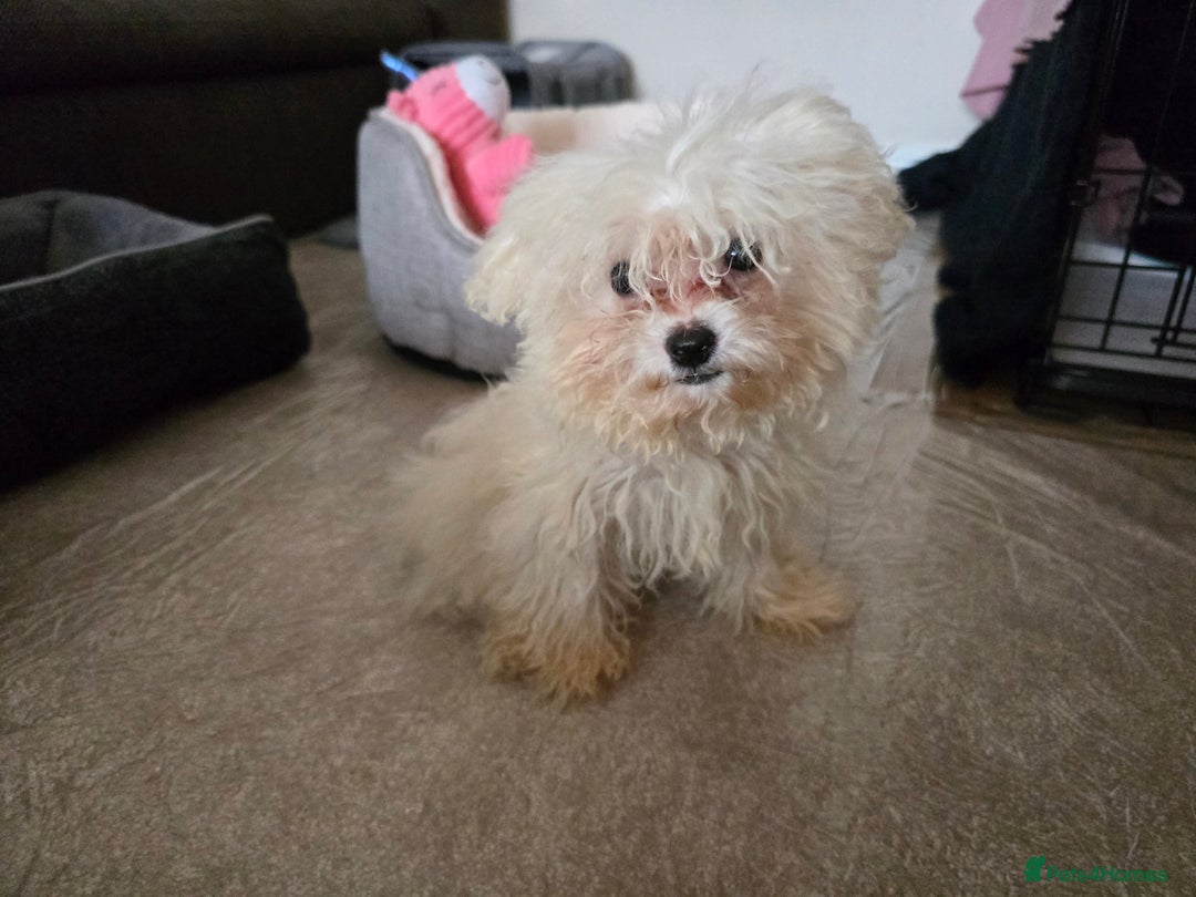 Bichon Frise dogs for sale: Bichon Frise Puppy Looking for a Loving Home - Image 8