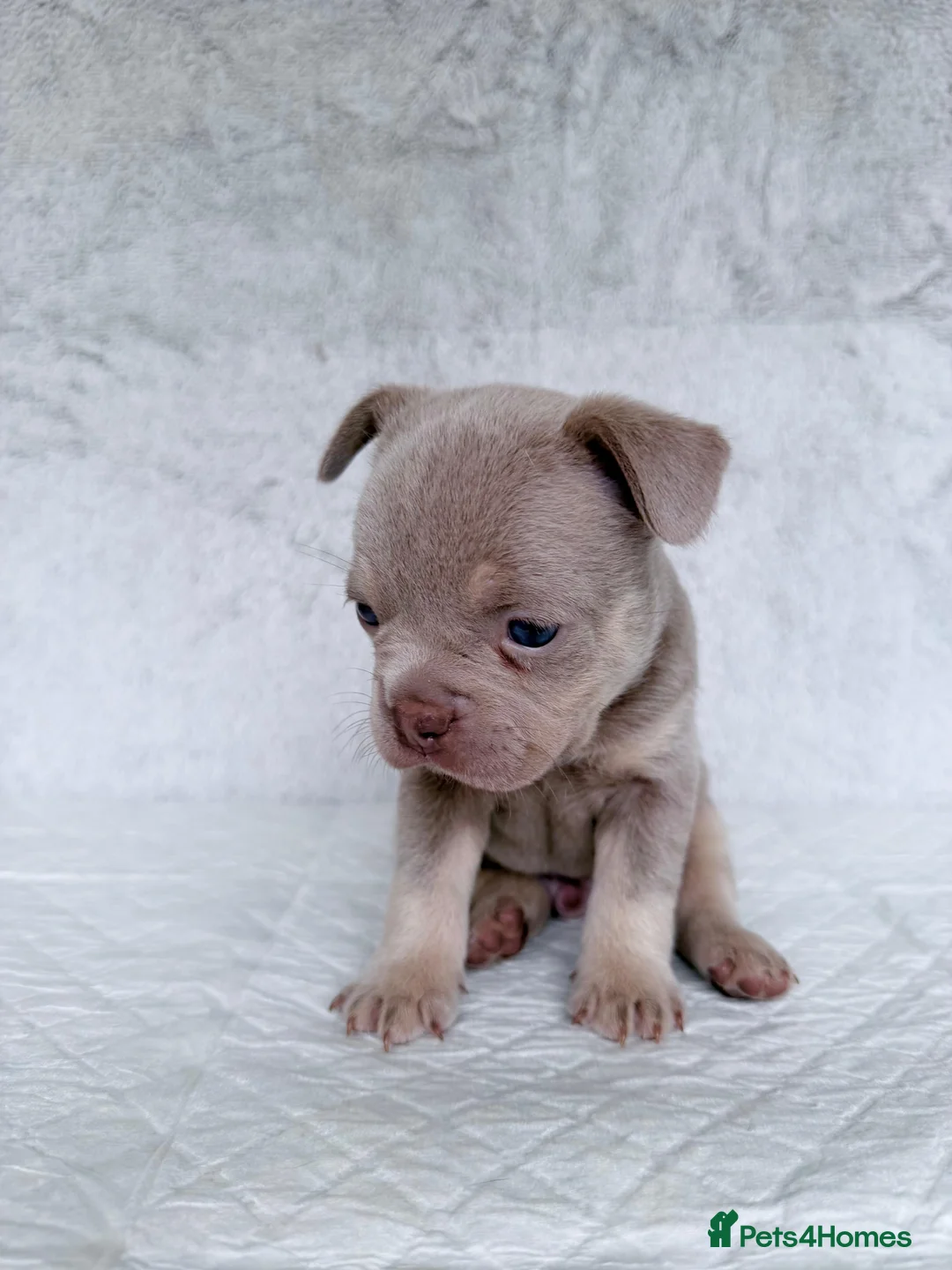 French Bulldog dogs for sale: KC registered new shade French Bulldog puppies - Advert 40