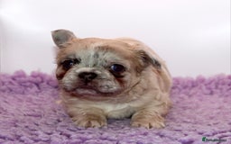 French Bulldog dogs for sale: Fluffy french bulldogs carrying Pink & Testable  - Image 8