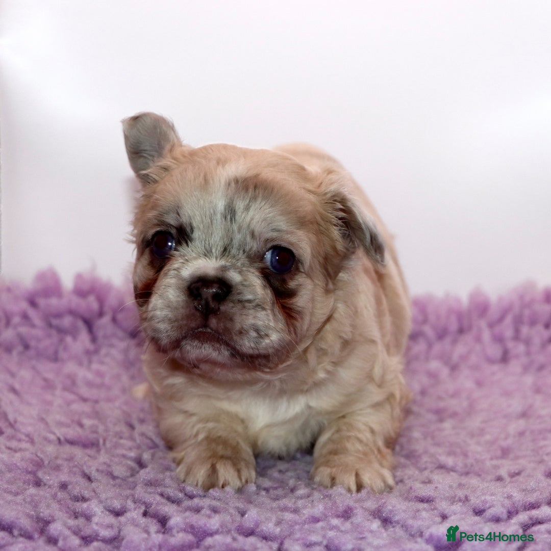 French Bulldog dogs for sale: Fluffy french bulldogs carrying Pink & Testable  - Image 8