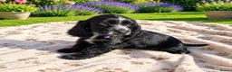 Cocker Spaniel dogs for sale: Exclusive Cocker Spaniel Puppies in Leeds - Advert 4