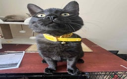 Egyptian Mau cats for sale: Beautiful Male Egyptian Mau x Kitten for Rehoming - Image 7