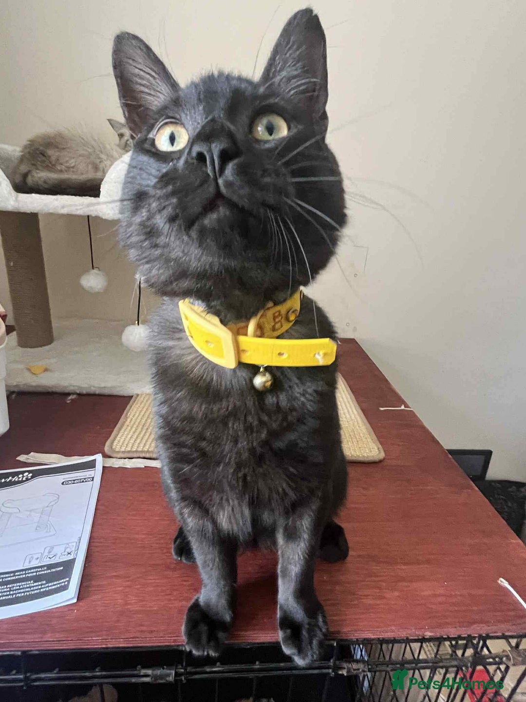 Egyptian Mau cats for sale: Beautiful Male Egyptian Mau x Kitten for Rehoming - Image 7