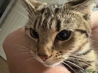 Mixed Breed cats FREE. 2 female cats looking for new home - Advert 2