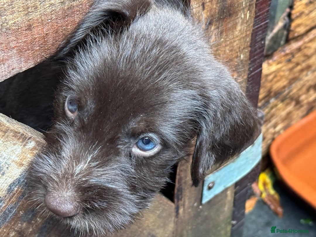 German Wirehaired Pointer dogs for sale: German Wire-haired Pointers of sale - Image 6