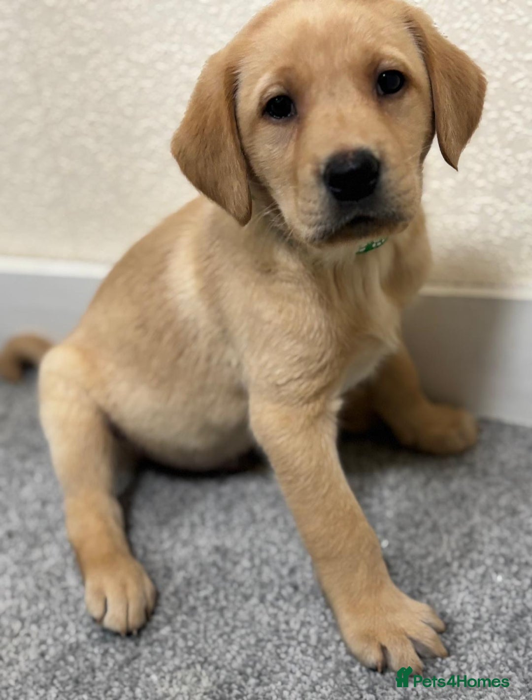 Labrador Retriever dogs for sale: Labrador puppies - Advert 31