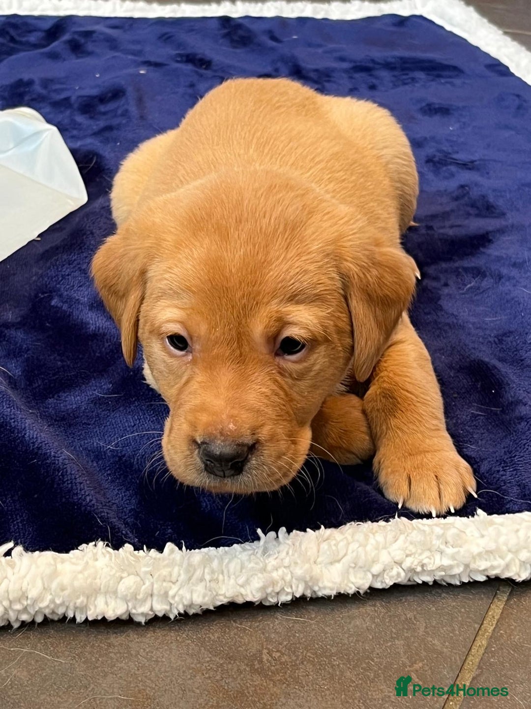 Labrador Retriever dogs for sale: Kennel Club Fox Red Labrador Puppies Health Tested - Advert 35