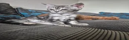 Savannah cats for sale: Savannah female  - Advert 5