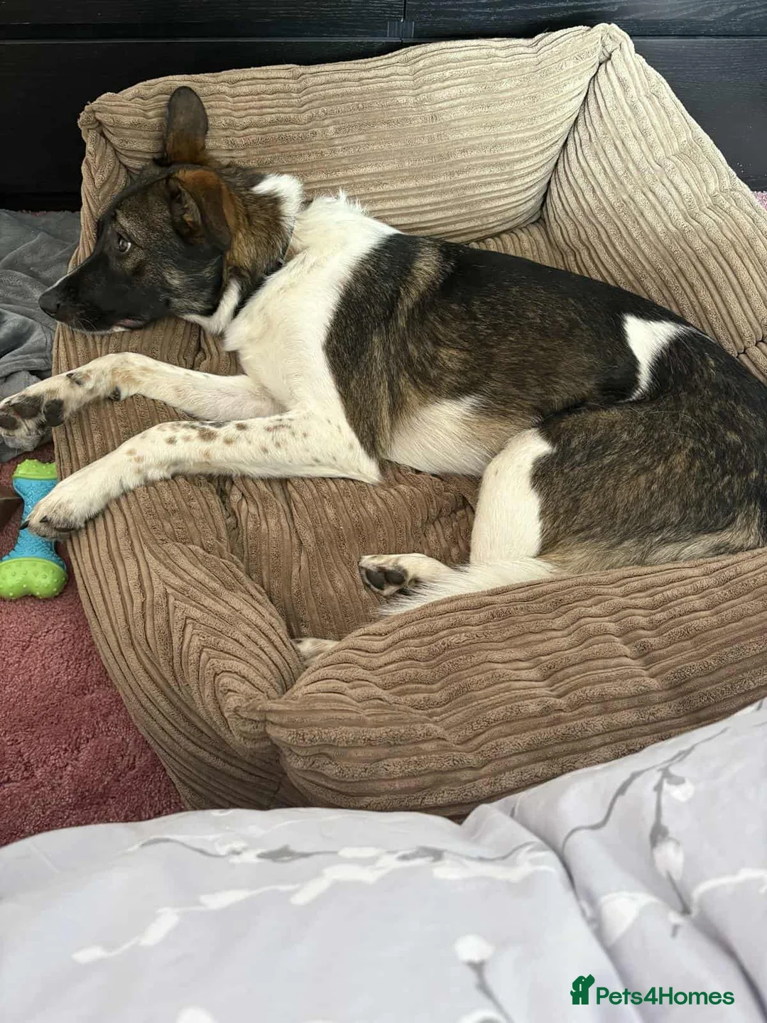 Mixed Breed dogs for adoption: ASTRO - Advert 8