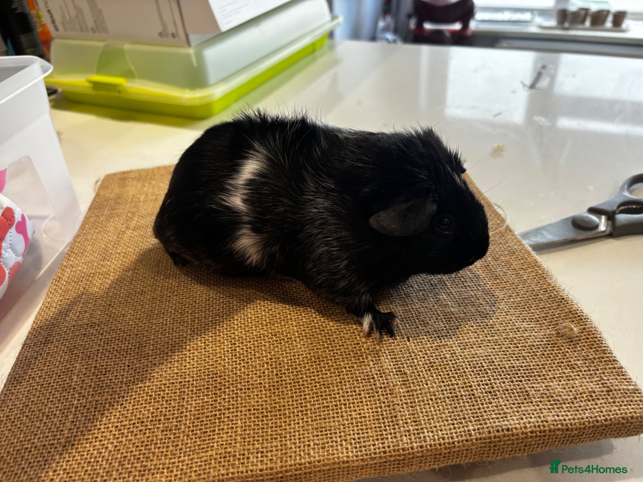 Guinea Pig rodents All sow guinea pigs  - Advert 15