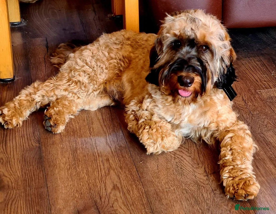 Cockapoo dogs for stud: Extensively DNA tested, experienced Sable Cockapoo in Wrexham - Advert 4