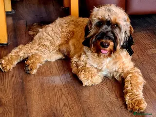 Cockapoo dogs Extensively DNA tested, experienced Sable Cockapoo - Advert 15