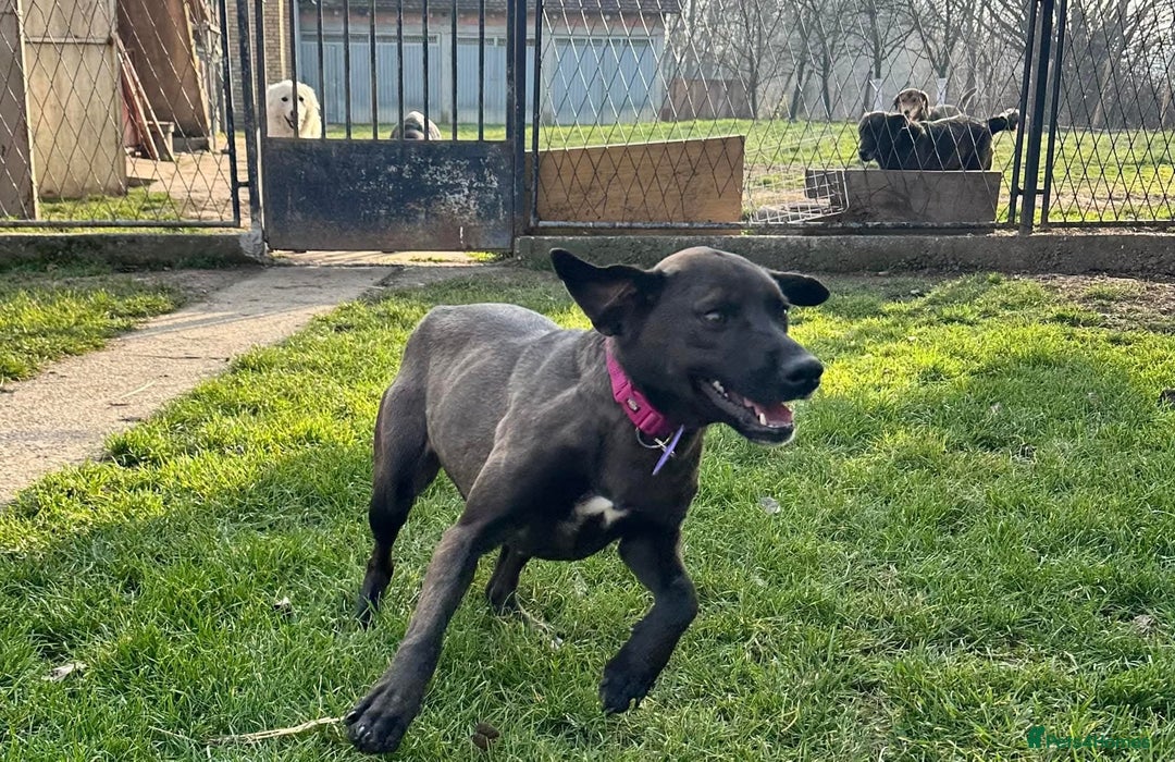 Mixed Breed dogs for sale: 💞MEET EDEN:THE SMILING GIRL ! ! - Advert 3