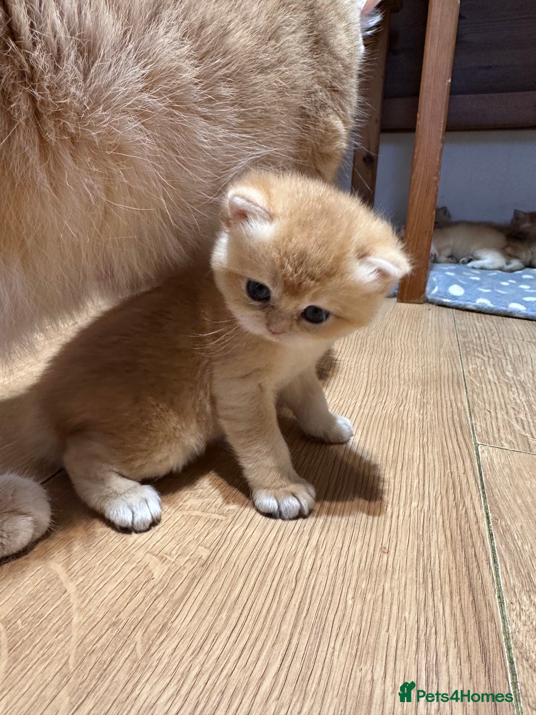 British Shorthair cats for sale: GCCF reg BSH Chocolate and Black Golden Kittens in London - Image 15
