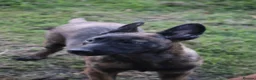 Belgian Shepherd Dog dogs for sale: Pups from world champion CHANCE - Advert 16
