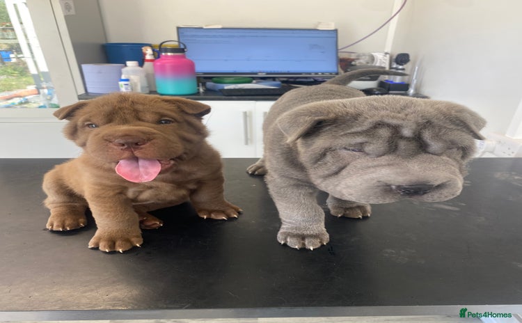 Shar Pei dogs - Advert 1