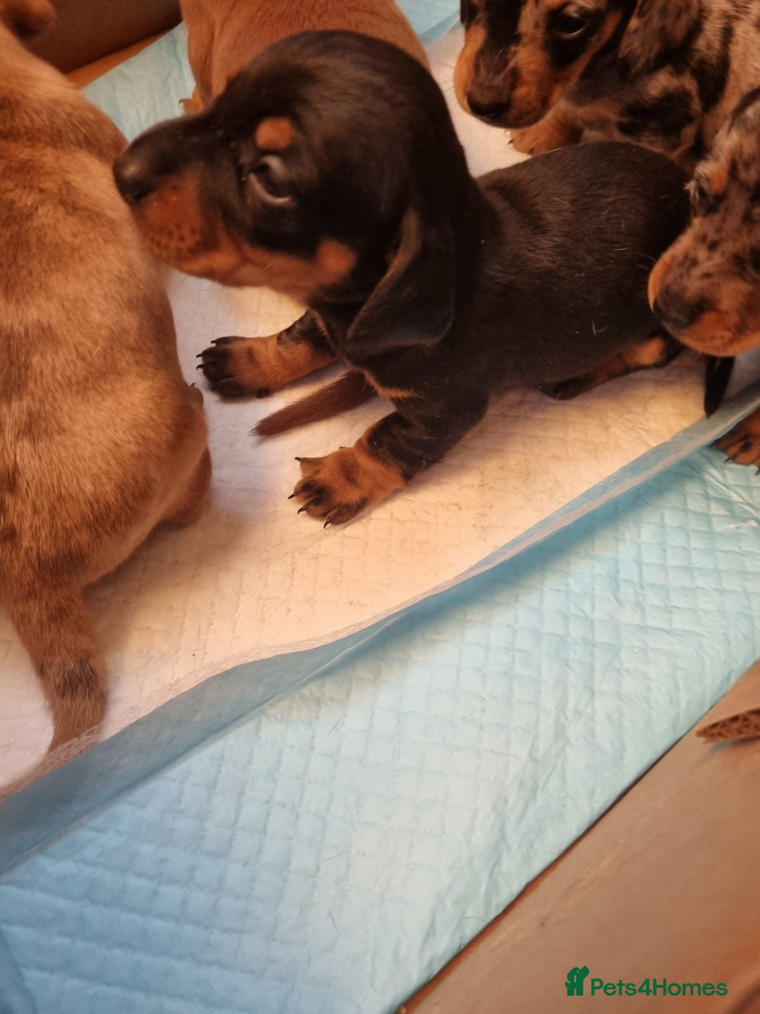 Dachshund dogs for sale: Miniture Silver Dapple Dachshunds - Advert 23
