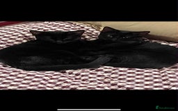 Mixed Breed cats for sale: Brothers looking for loving home  - Image 5