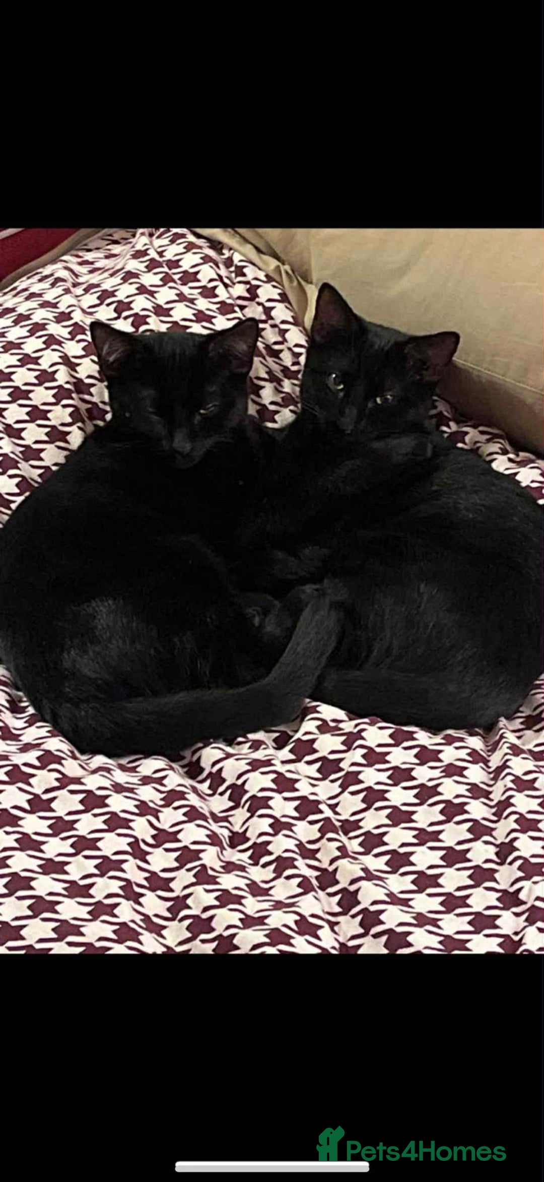 Mixed Breed cats for sale: Brothers looking for loving home  - Image 5