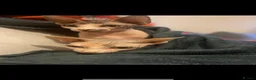 Sphynx cats for sale: Two Female Sphynx  - Advert 2