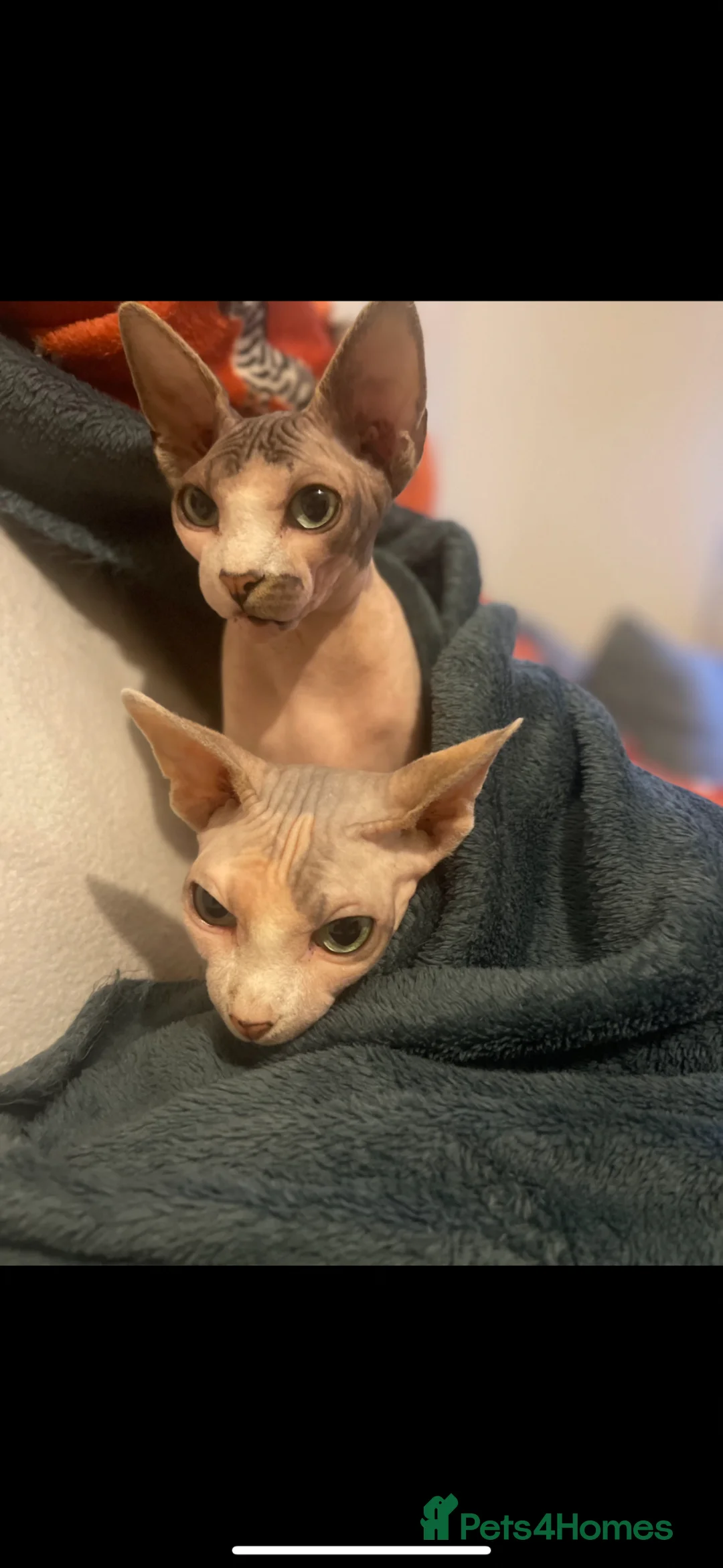 Sphynx cats for sale: Two Female Sphynx  - Advert 2