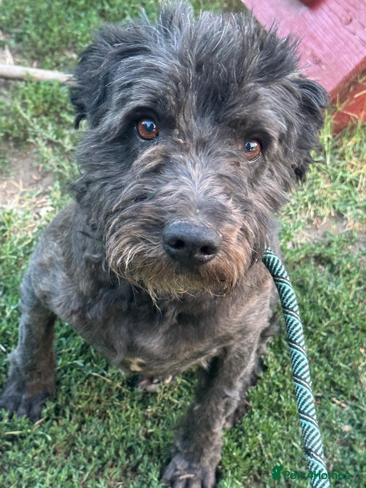 Mixed Breed dogs Darling Bobby needs to be loved! - Advert 2