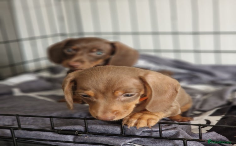 Miniature Dachshund dogs - Advert 1