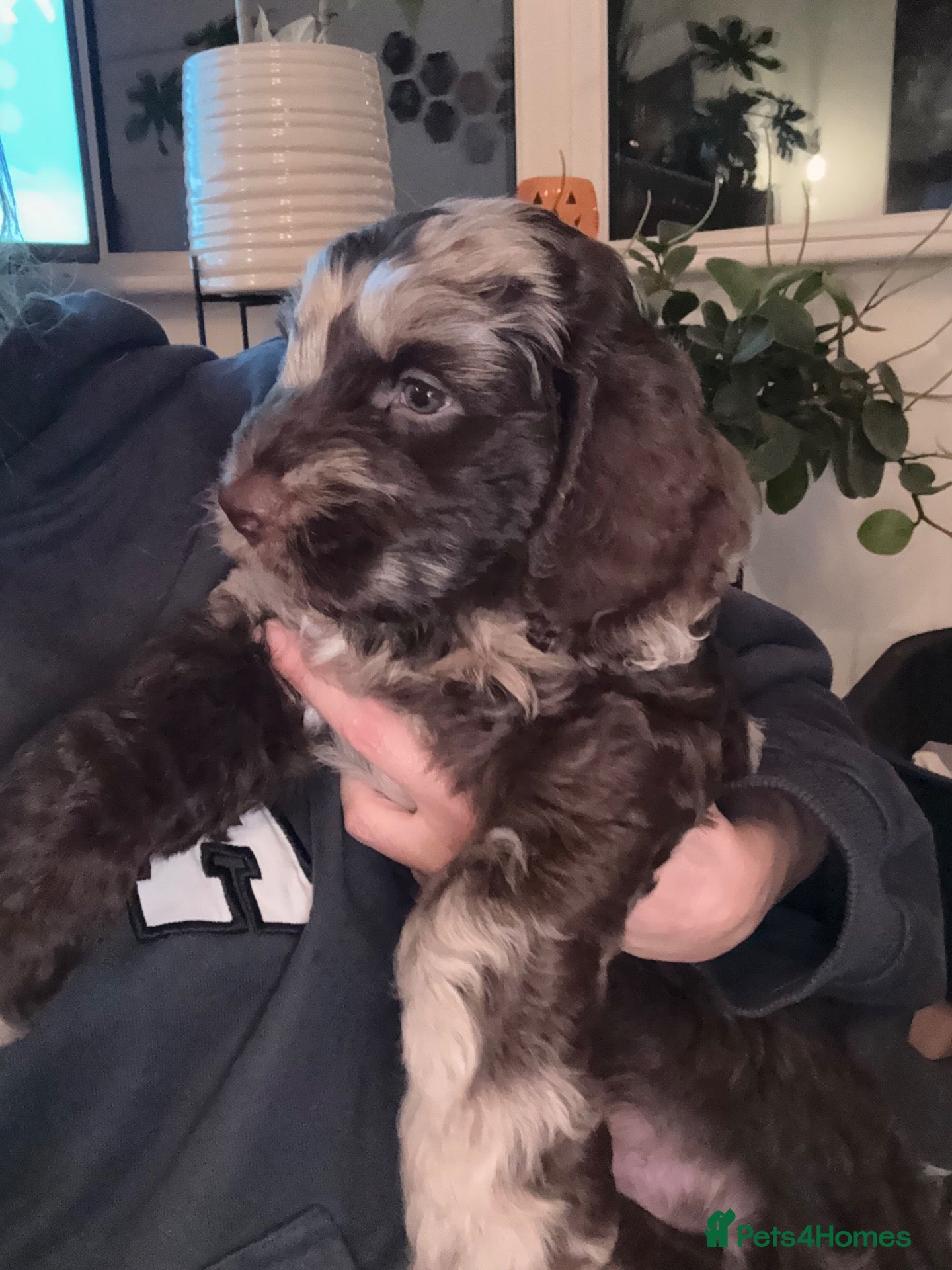 Sproodle dogs for sale: Stunning Sproodle pups 6 wks old FROM £950 - Advert 10