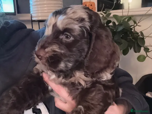 Sproodle dogs for sale: Stunning Sproodle pups 6 wks old FROM £950 - Advert 10
