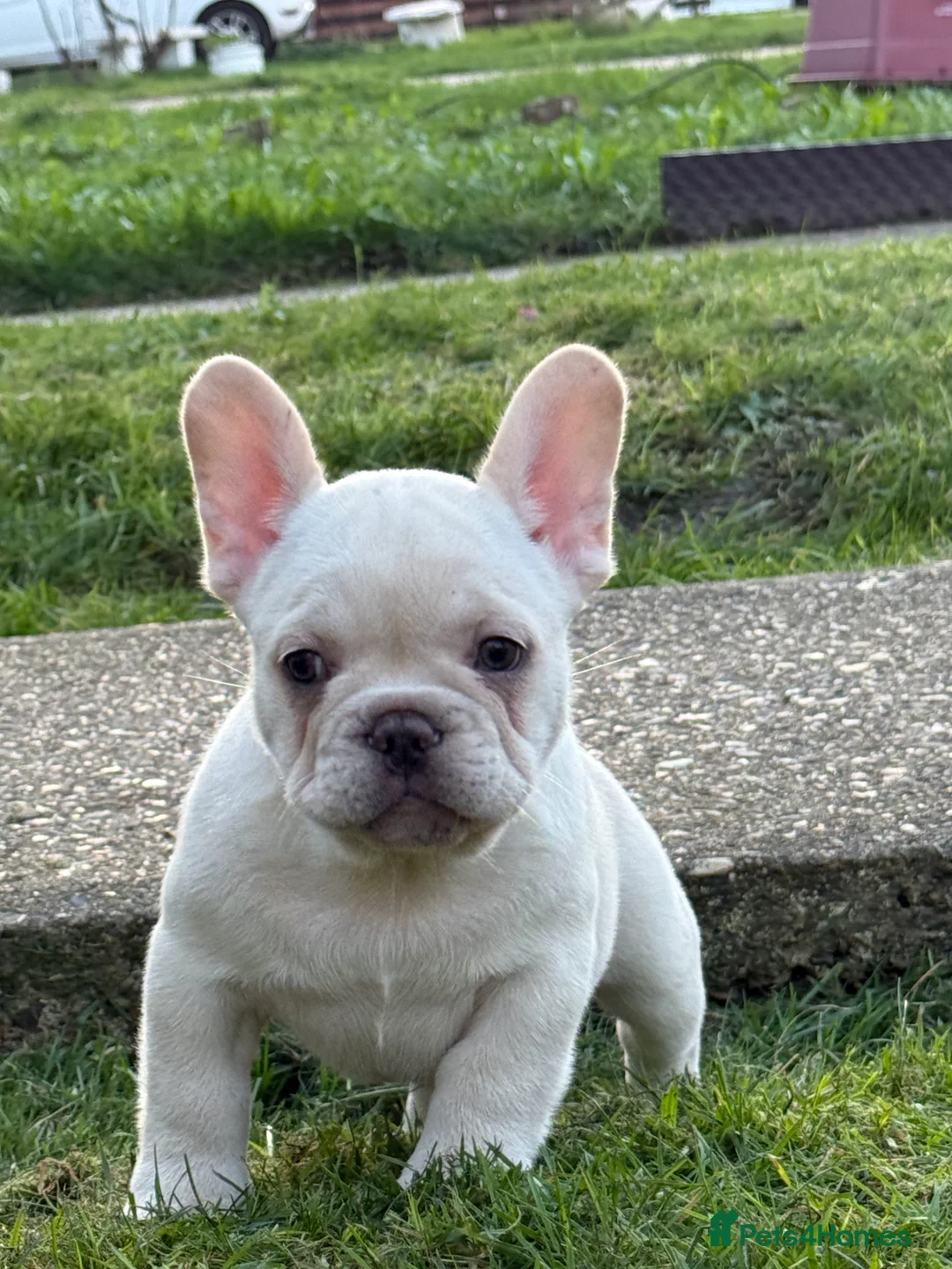 French Bulldog dogs for sale: French bulldog puppies - Advert 40
