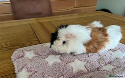 Guinea Pig rodents for sale: Pair of Female Guinea Pigs with cage - Image 1
