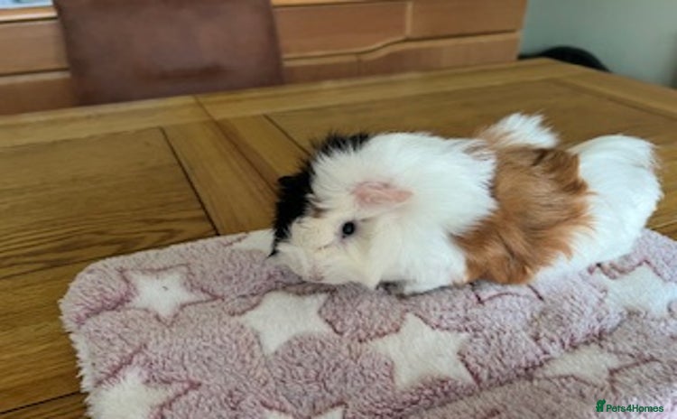 Guinea Pig rodents - Advert 11