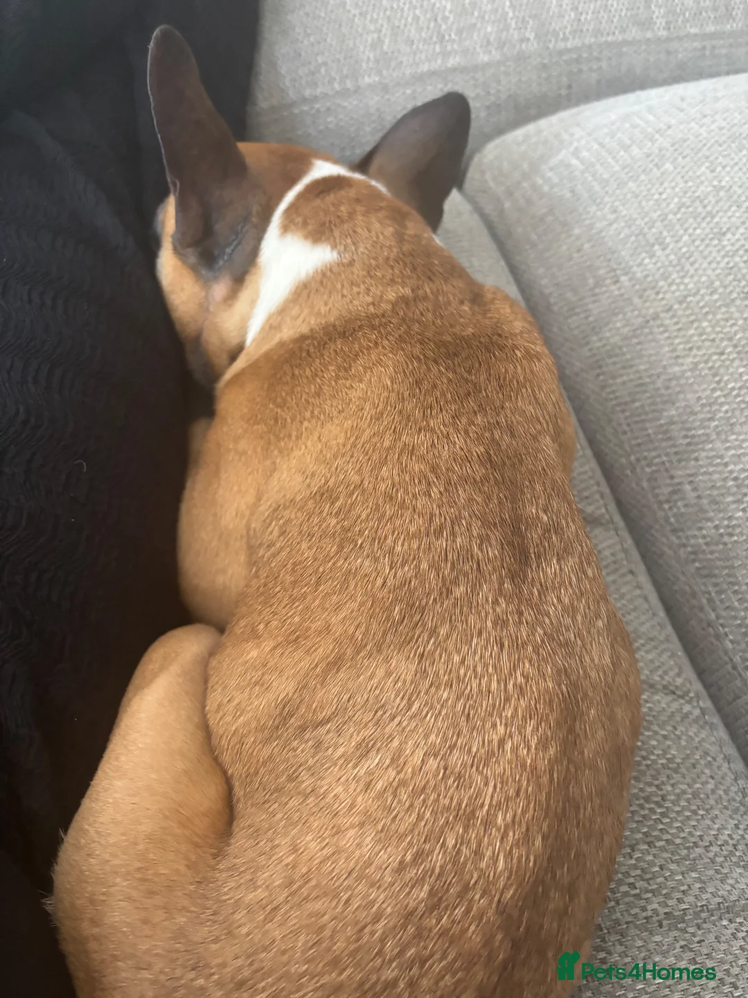 French Bulldog dogs for sale: Frenchie - 2 years old  in Huntingdon - Advert 3