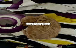 Maltipoo dogs for sale: Amazing Boy Maltipoos Ready 16th Oct - Image 4