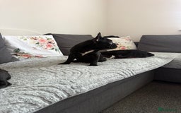 French Bulldog dogs for sale: French Bulldog Puppies 3 Months Old Girl and Boy  - Image 3