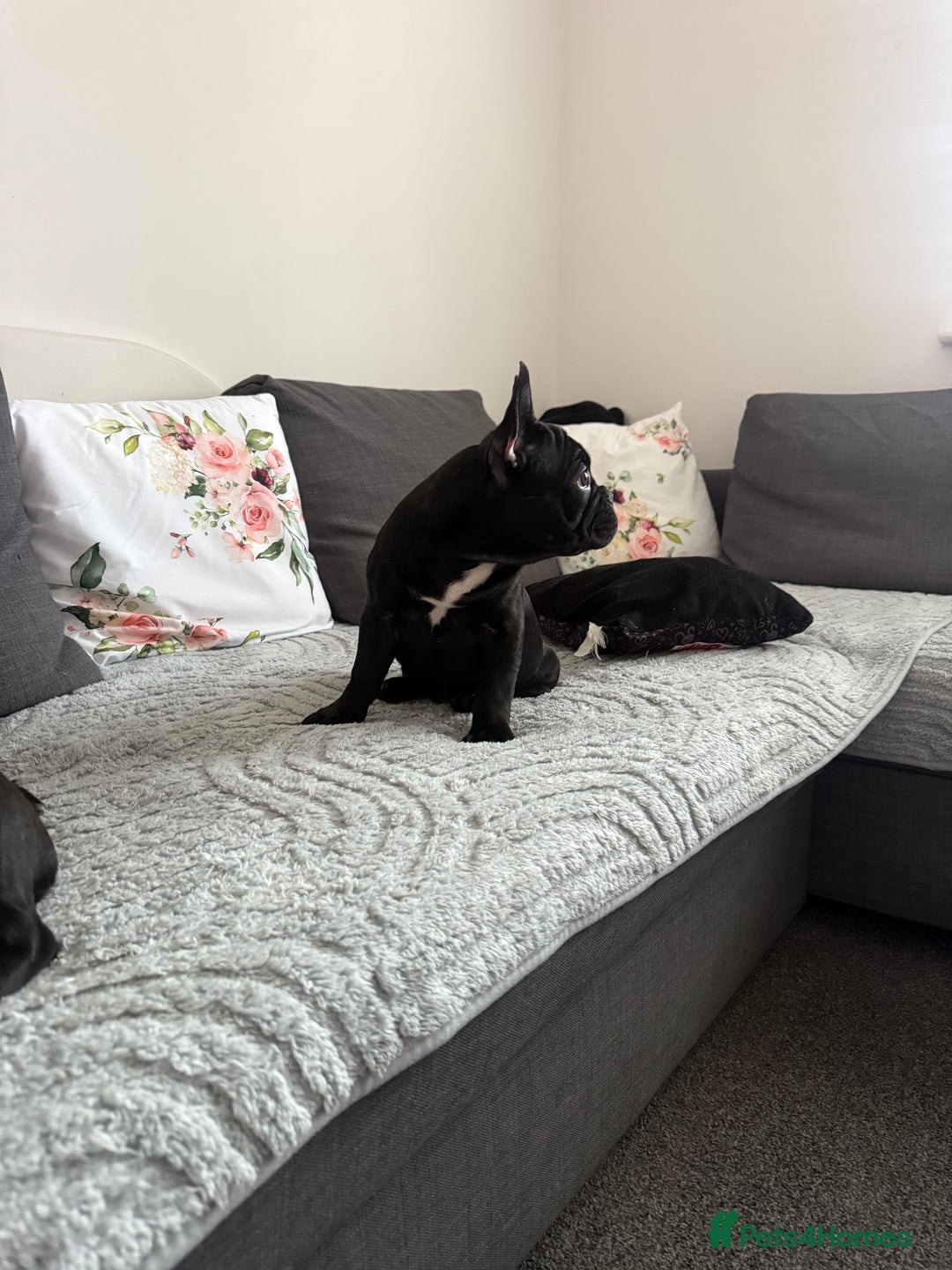 French Bulldog dogs for sale: French Bulldog Puppies 3 Months Old Girl and Boy  - Image 3