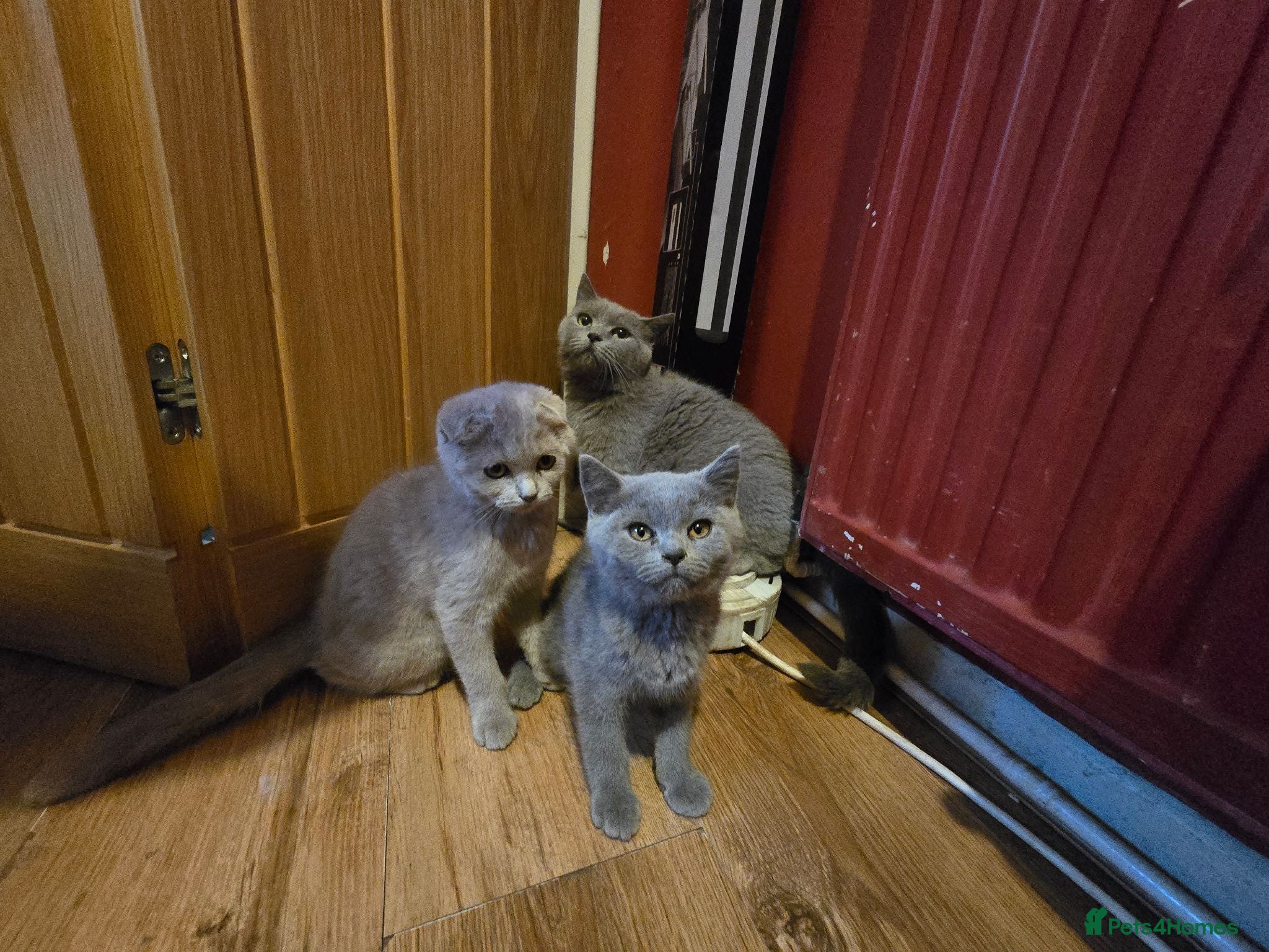Scottish Fold cats scottish fold lilac and  blue straight female  - Advert 2