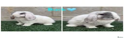 Mini Lop rabbits for sale: Pure breed mini lops  - Advert 2