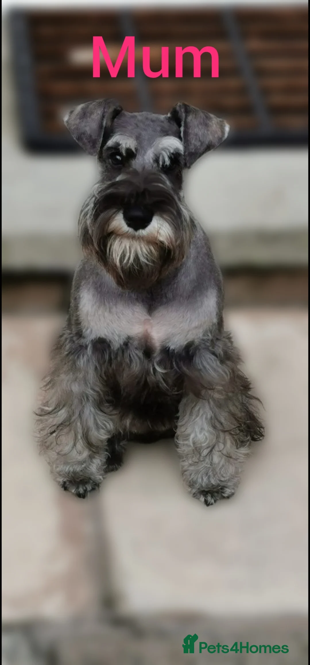 Miniature Schnauzer dogs for sale: 4 miniature schnauzers girls in Norwich - Advert 2