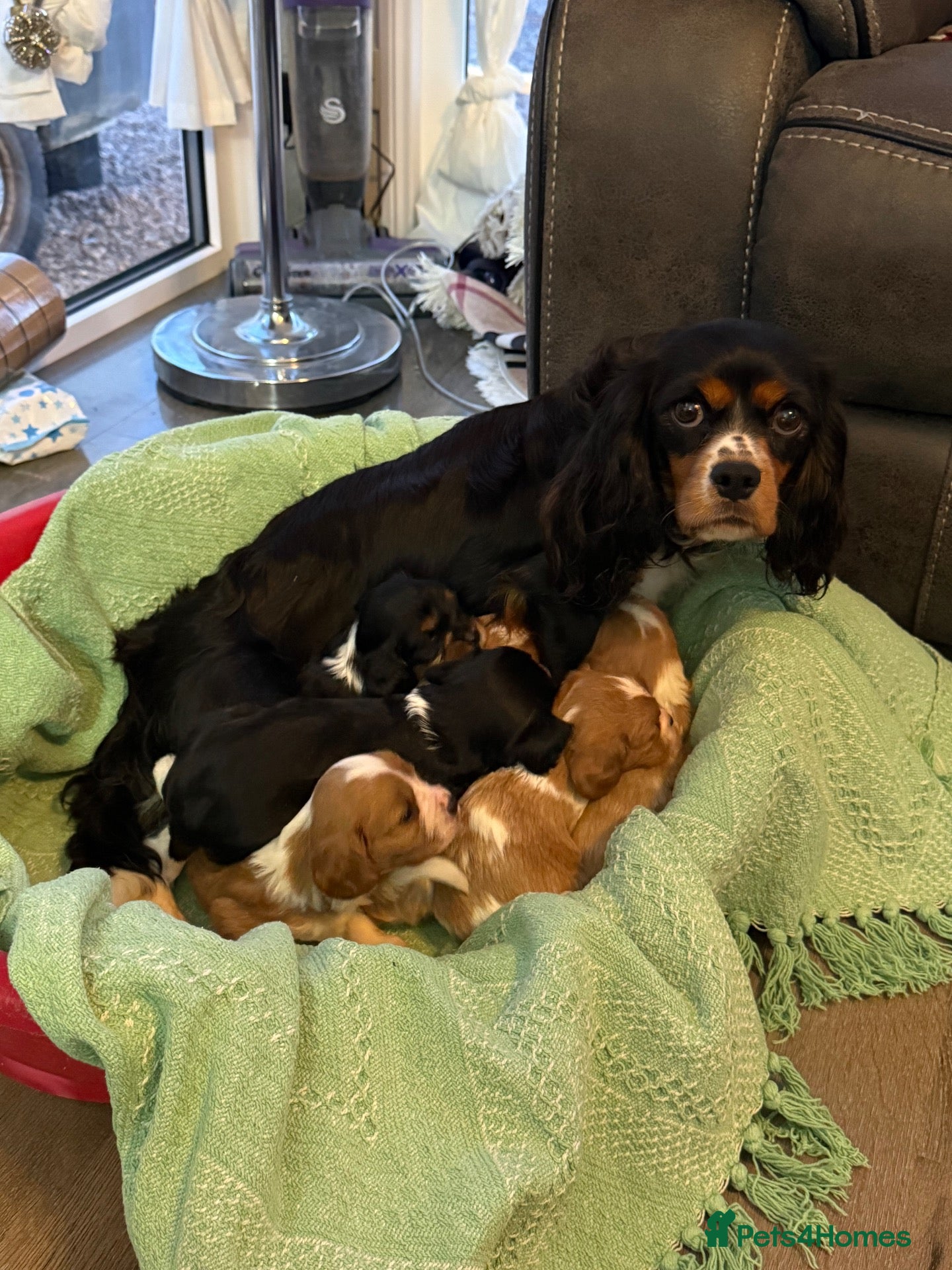Cavalier King Charles Spaniel dogs King Charles puppies  - Advert 5