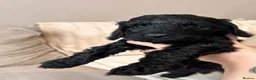 Cockapoo dogs for sale: Beautiful litter of f2 Cockapoo's in Weston-super-Mare - Advert 8