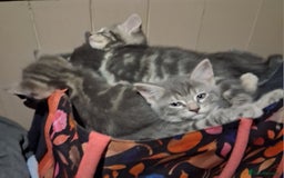 Mixed Breed cats for sale: UNIQUE SILVER/BLUE BENGAL X RUSSIAN BLUE KITTENS  - Image 31