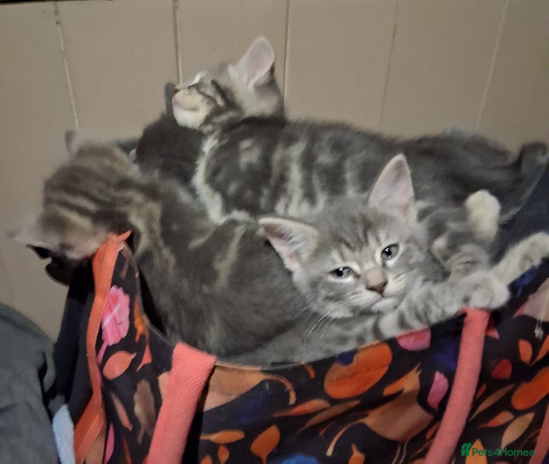 Mixed Breed cats for sale: UNIQUE SILVER/BLUE BENGAL X RUSSIAN BLUE KITTENS  - Image 31