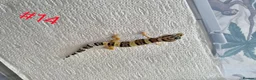 Leopard Gecko reptiles for sale: Leopard geckos available  - Advert 10